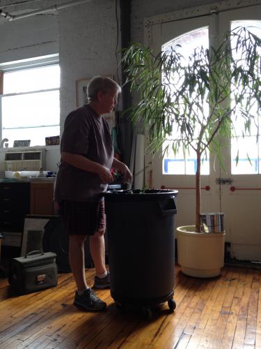 Studio tree, pruning, maintenance