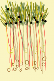 04302012 drawing by Stella Untalan